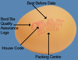 egg